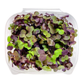 Minis Radish Mix