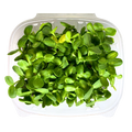 Minis Sunflower Shoots