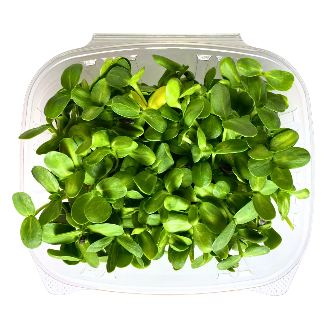 Minis Sunflower Shoots