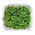 Minis Broccoli