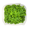 Minis Arugula