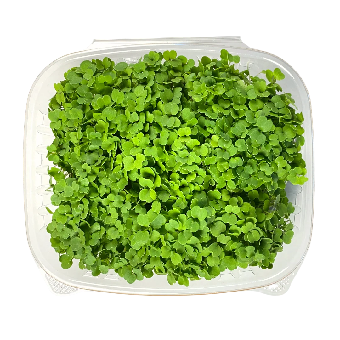 Minis Arugula